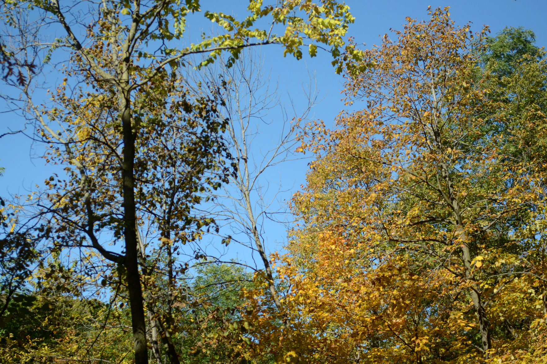 Baraboo area fall color, Oct. 8, 2020